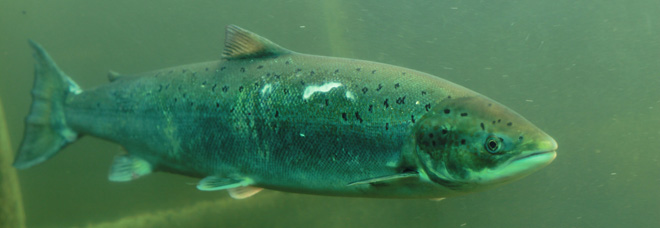 observatoire poissons migrateurs Vichy